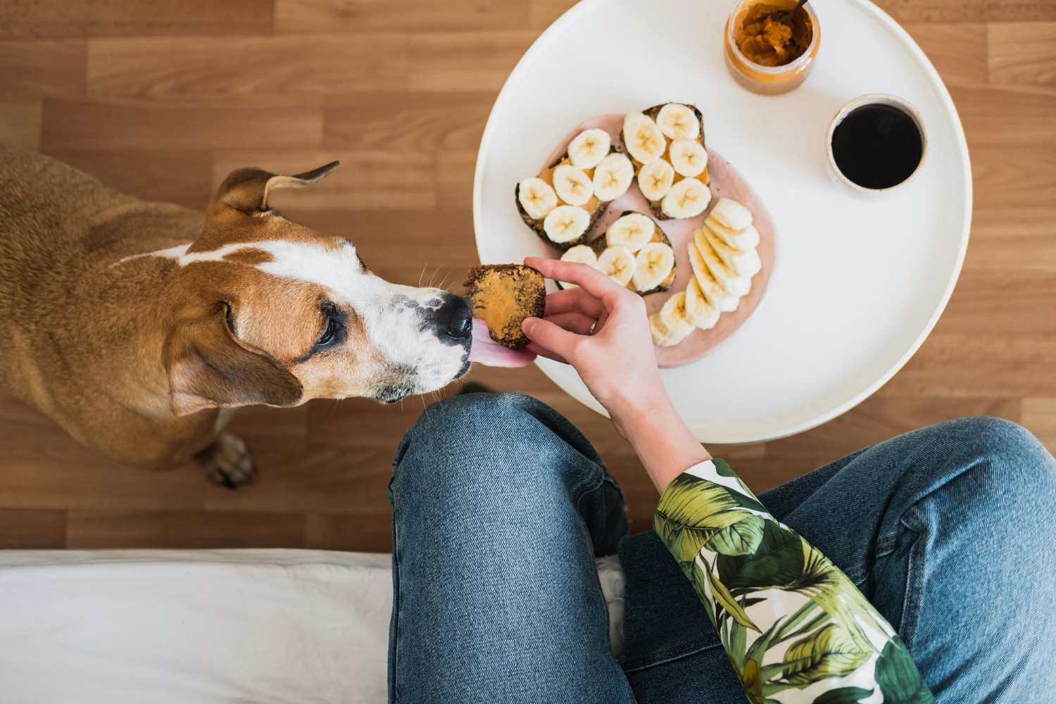 IV Nutrient Therapy for Pets | Tinton Falls Holistic Vet